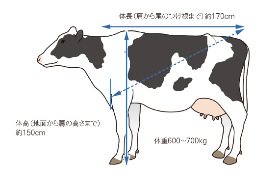 乳牛の平均的な体形