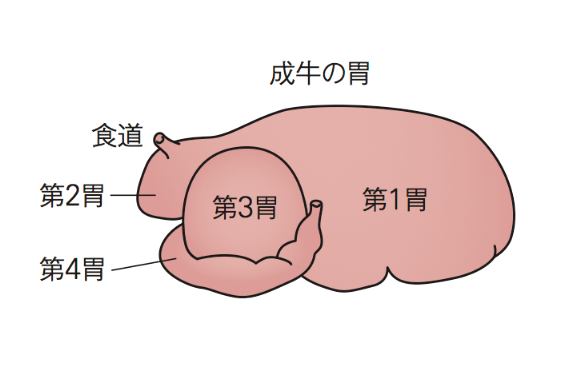 牛の胃の構造