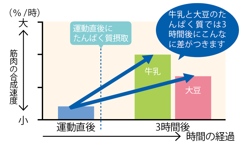 運動後のたんぱく質摂取と筋肉の合成速度