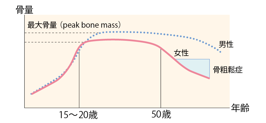 男女における骨量の経年変化