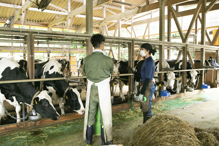 削蹄する乳牛を相談する前田さん(左)と削蹄師の藤田さん(右)