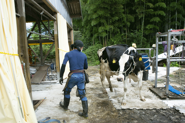 削蹄後は乳牛の足取りも軽くなる