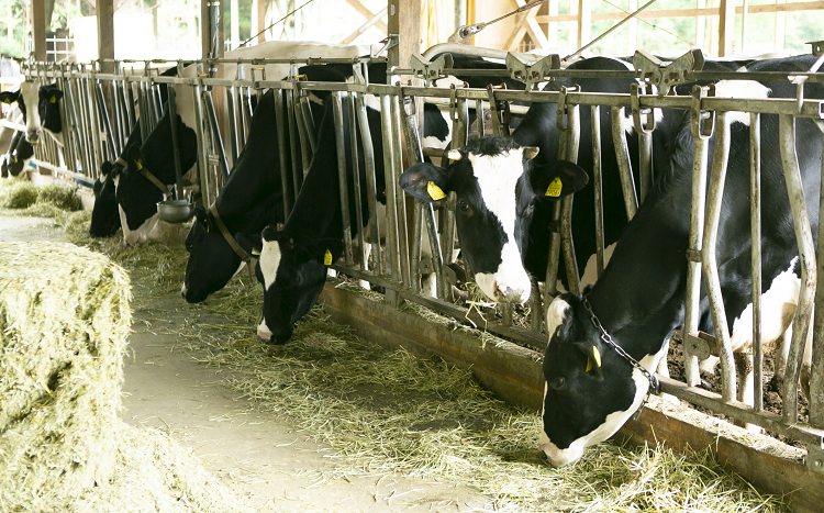 フリーバーンで飼育される出産間近の乳牛