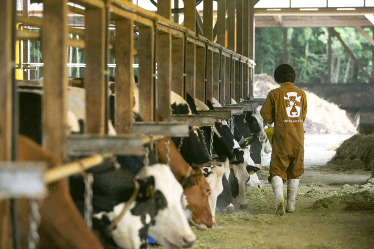 沁乳後期から乾乳期の乳牛たち