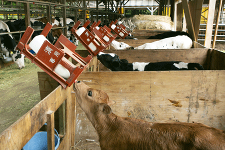 生後2か月までは小屋で飼育