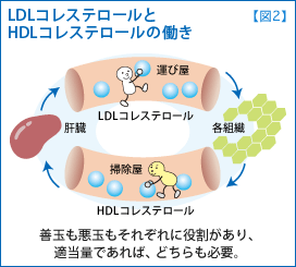 コレステロール ldl