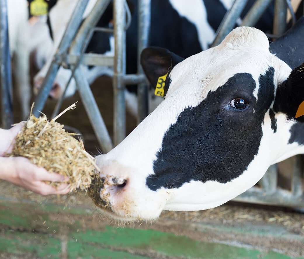 牛にやさしく アニマルウェルフェアへの配慮メインビジュアル