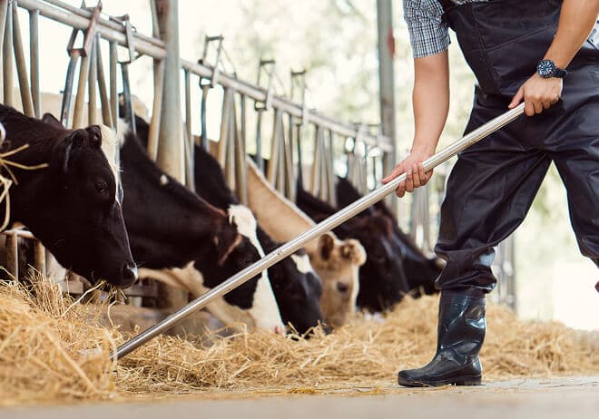 牛と酪農家の画像