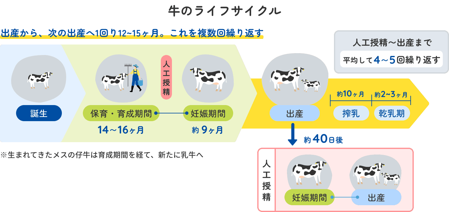 牛のライフサイクルイメージ図