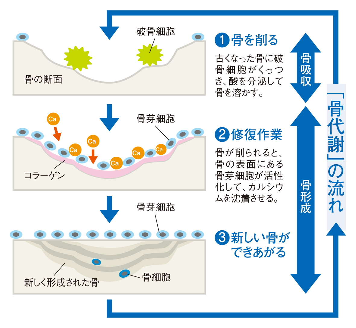 カルシウム関連 一般社団法人ｊミルク Japan Dairy Association J Milk